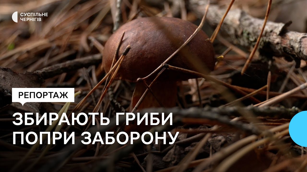 Життя за гриби: жителі Чернігівщини попри заборону продовжують відвідувати ліси