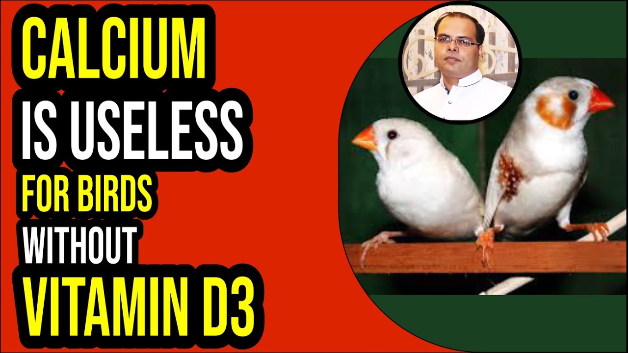 Best calcium medicine for finch |importance of calcium and vitamin D3 |In Urdu, Hindi | Zaheer birds
