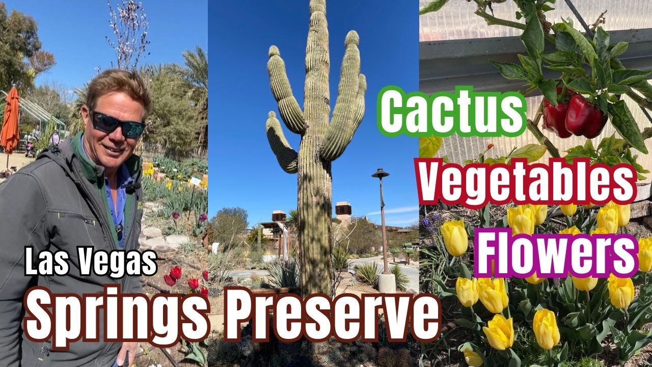 Cactus and Teaching Gardens at the Las Vegas Springs Preserve (part 2)