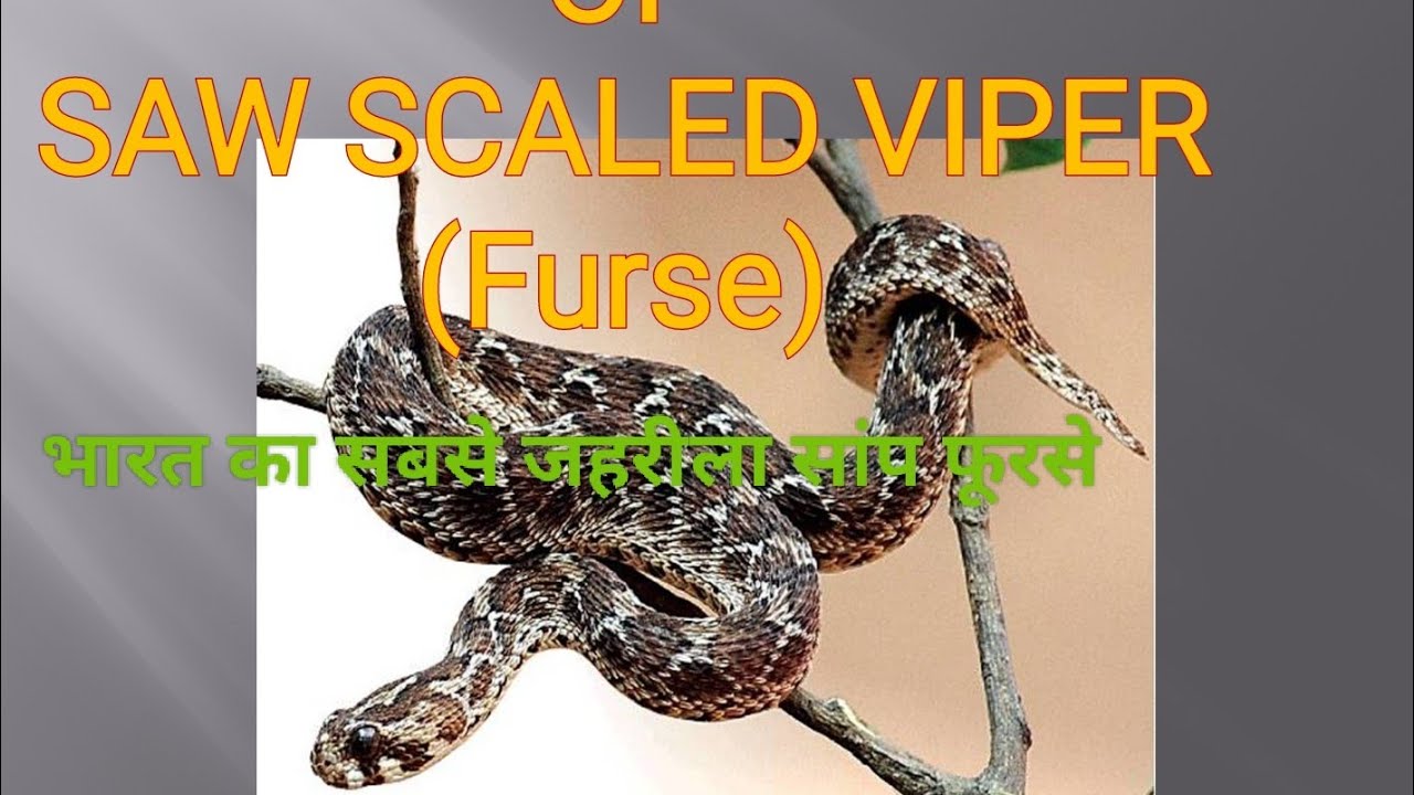 Identification of Saw scaled viper फुरसे, एकिस कॅरिनेटस #viper   #bsc #practical #sawscaledviper