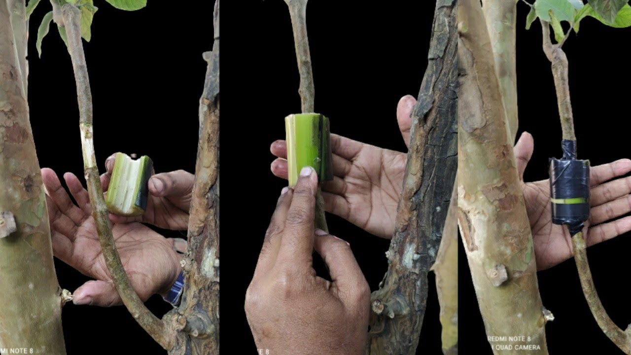 Banana on a Guava  tree air layering. Unique  method of  banana air layering on a guava tree