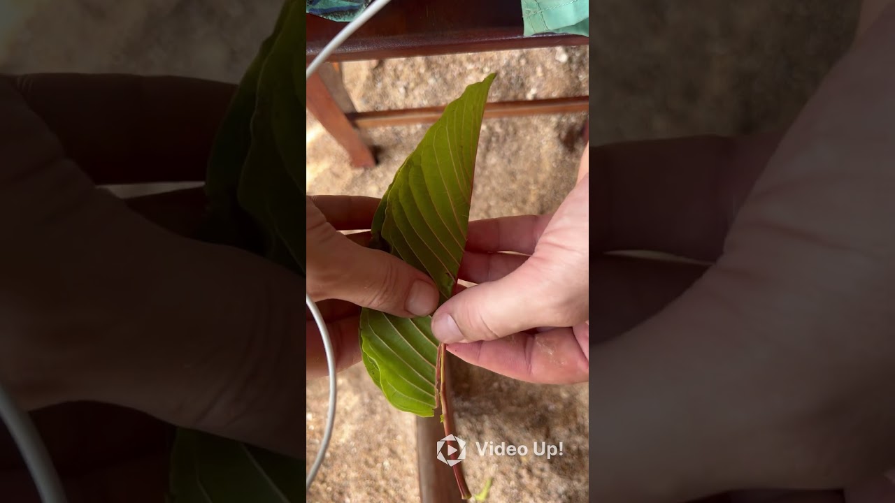How to Chew Kratom Leaves! #thailand #kohtao #travel #adventure