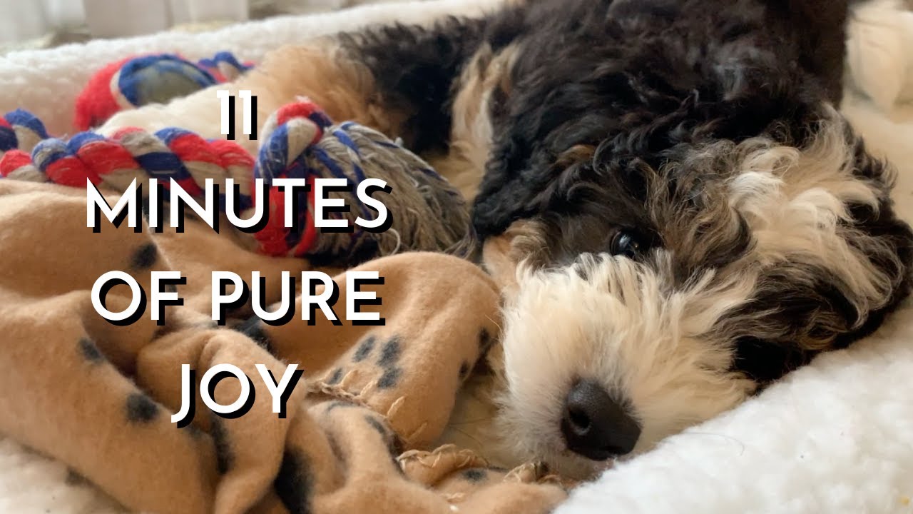 11 Week Old Mini Bernedoodle Puppy's First Month Home Part 4