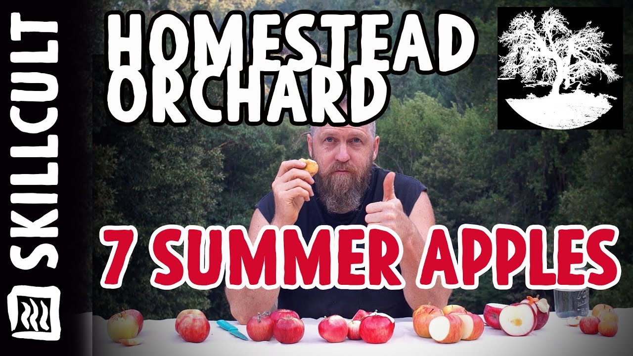 Test Tasting Seven Summer Apples, Head to Head