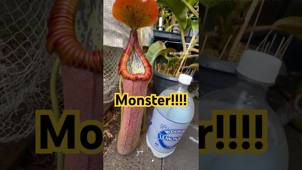 This plant eats mice. Watch out. 