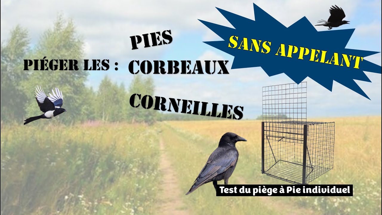 Piéger les pies ou corvidés sans appelant + Test piège à pie individuel