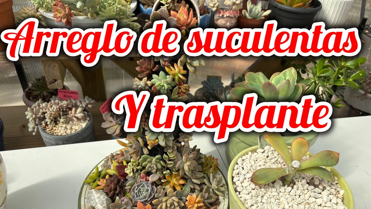 arreglito de  suculentas. #suculentas #plantas #gardenplants #suculents #jardín #garden #flowers 