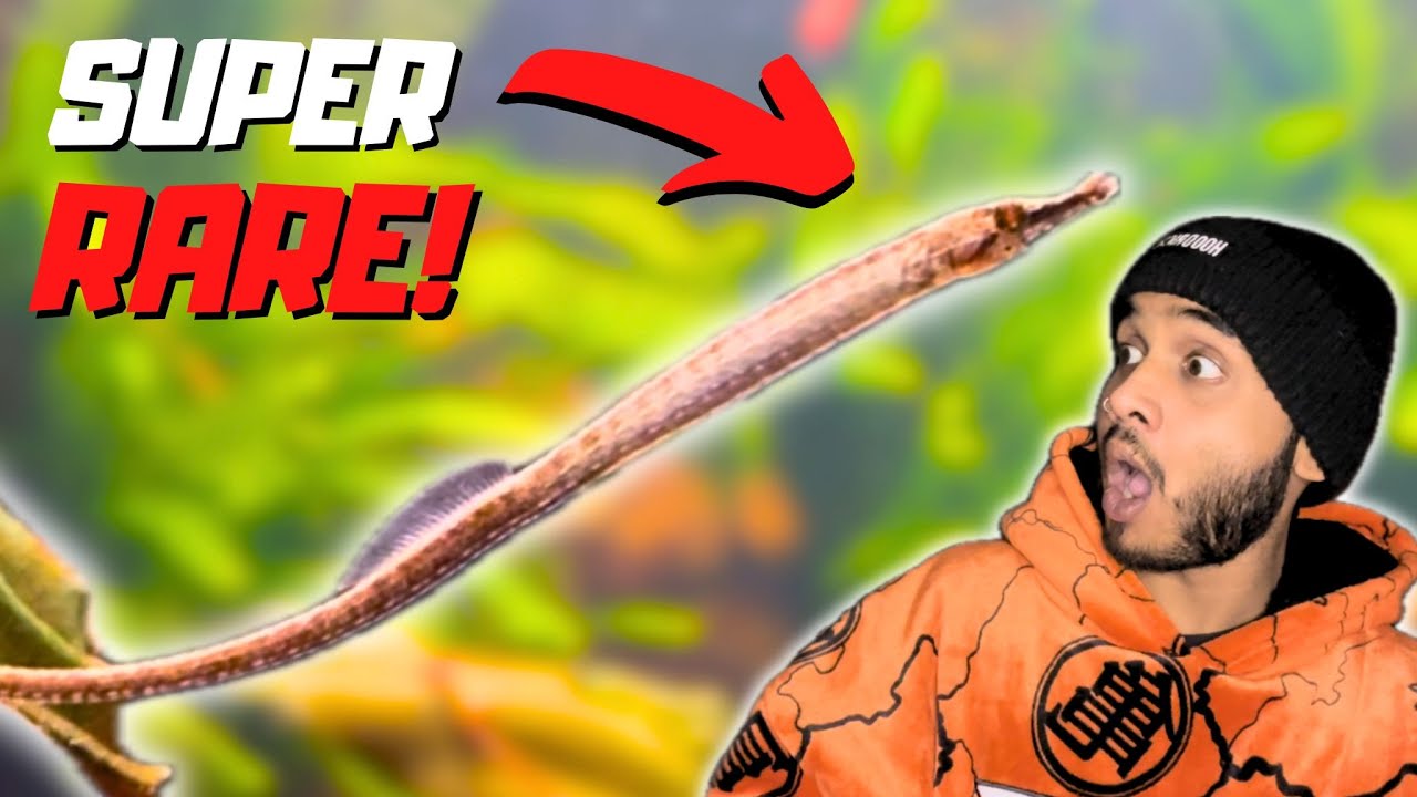 Я купил иглу в магазине Fish Planet London!