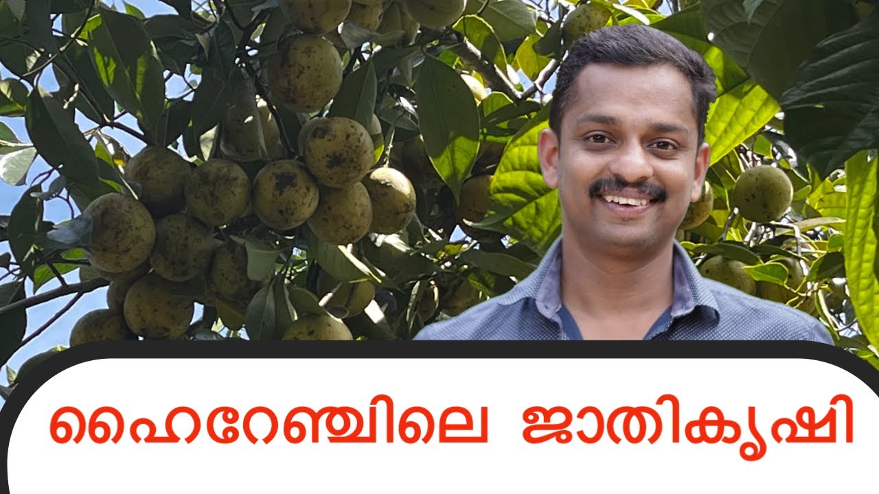 nutmeg farming in high range #nutmeg farm in idukki #jathi krishi in idukki #jathi krishi #jathi #