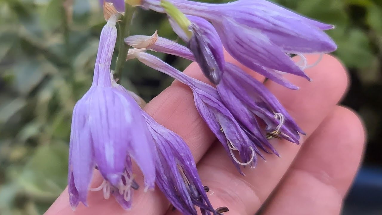 Ağustos  Zambakları (Hosta) ile İlgili Bilgiler