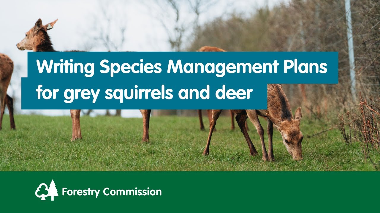 Writing species management plans for grey squirrels and deer