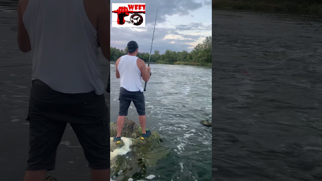 P&ecirc;che du silure au vif (Big vif!)
