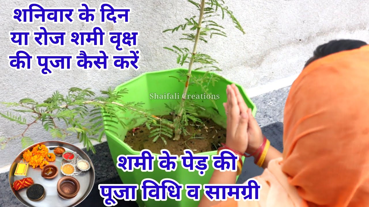 शनिवार के दिन या रोज शमी के पेड़ की पूजा कैसे करें/पूजा विधि,सामग्री/SHAMI KE PED KI PUJA KAISE KAREN