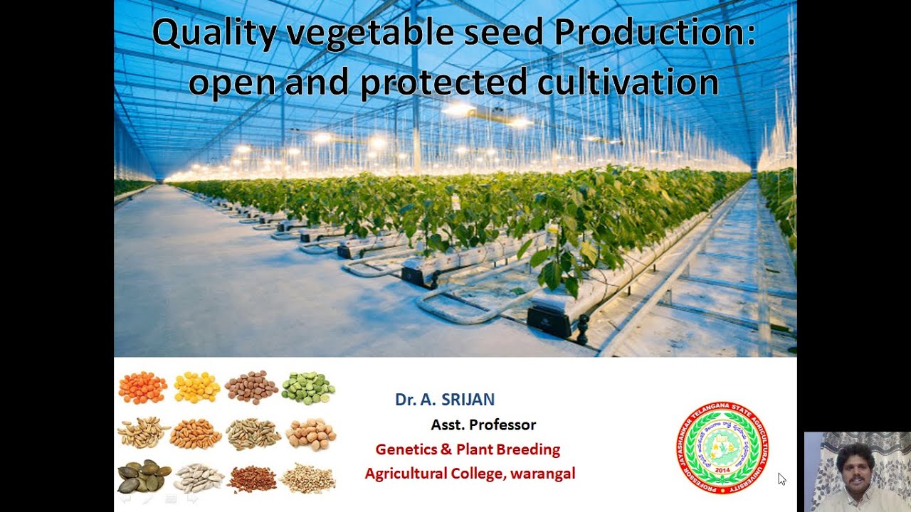 Quality seed Production vegetables  protected conditions
