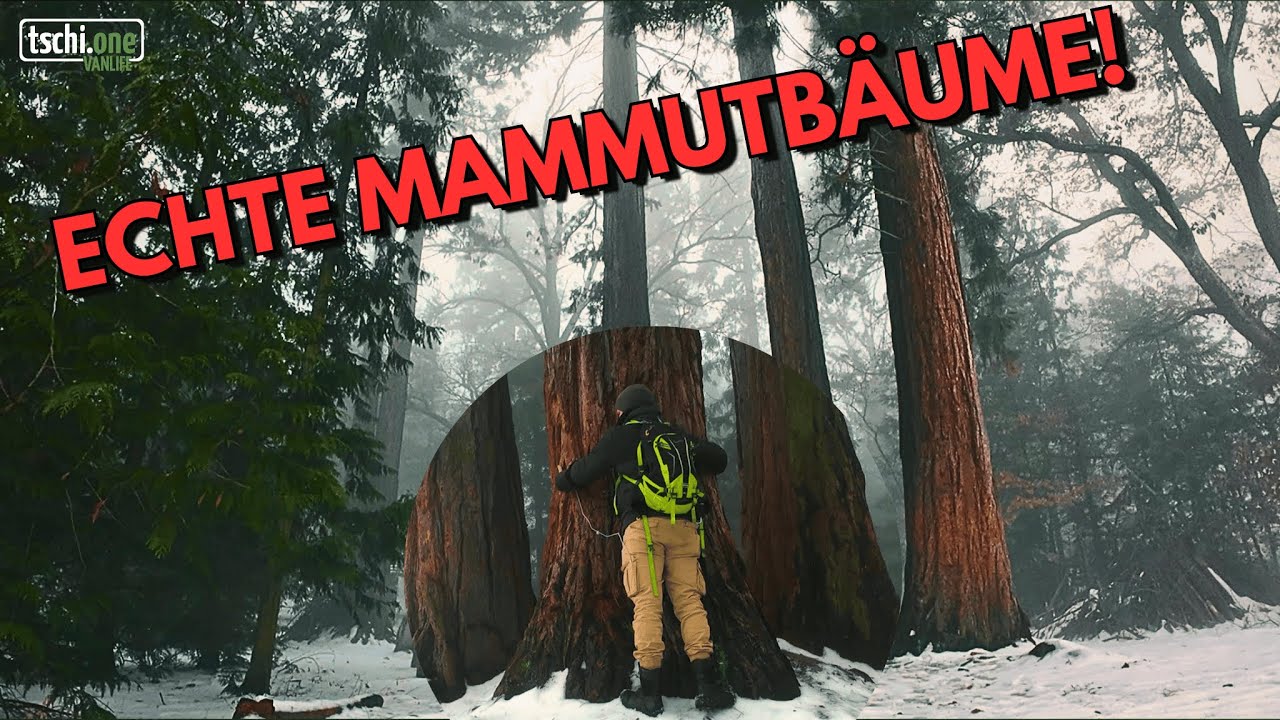 Die einzigen Mammutbäume Österreichs | Vanlife Österreich