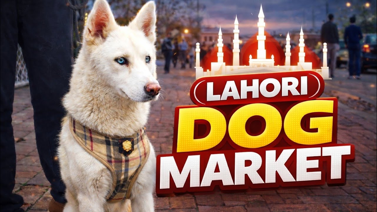 Lahori Dog Market 🐶 | Sunday Dog Market | Tollinton Market Lahore | 1 February 2026