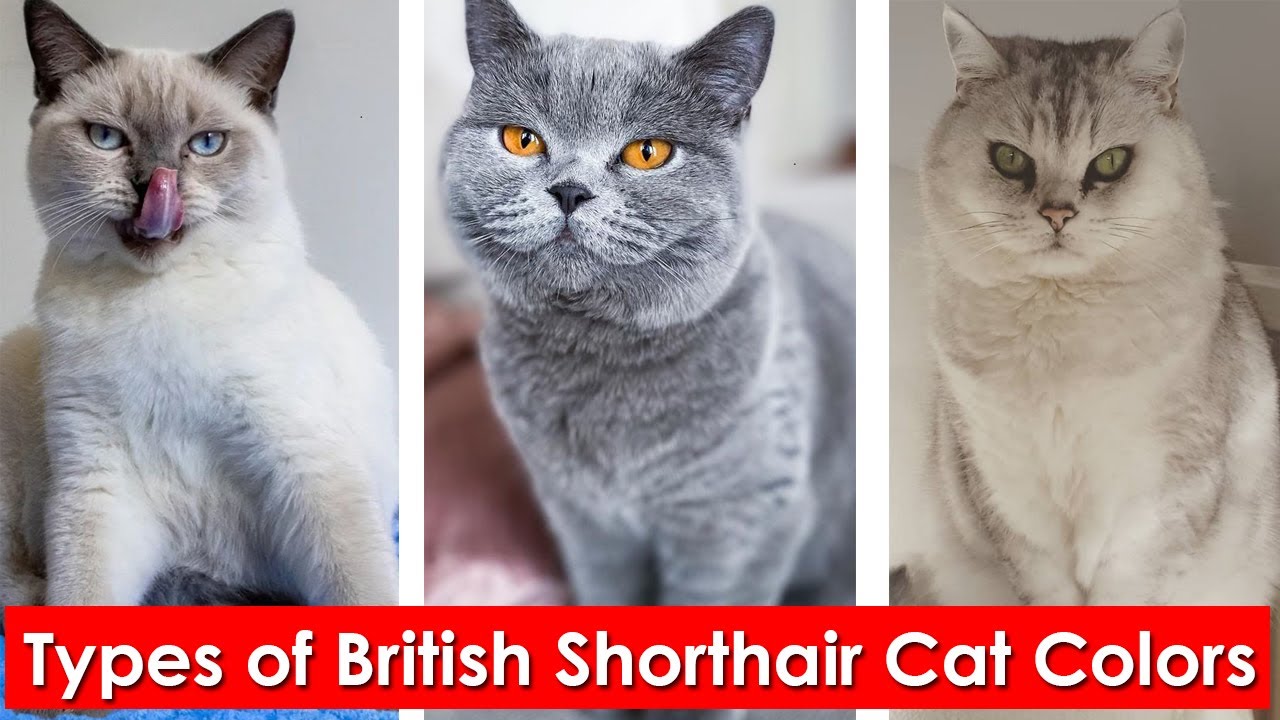 6 Types of British Shorthair Cat Colors | Different colors of the British shorthair