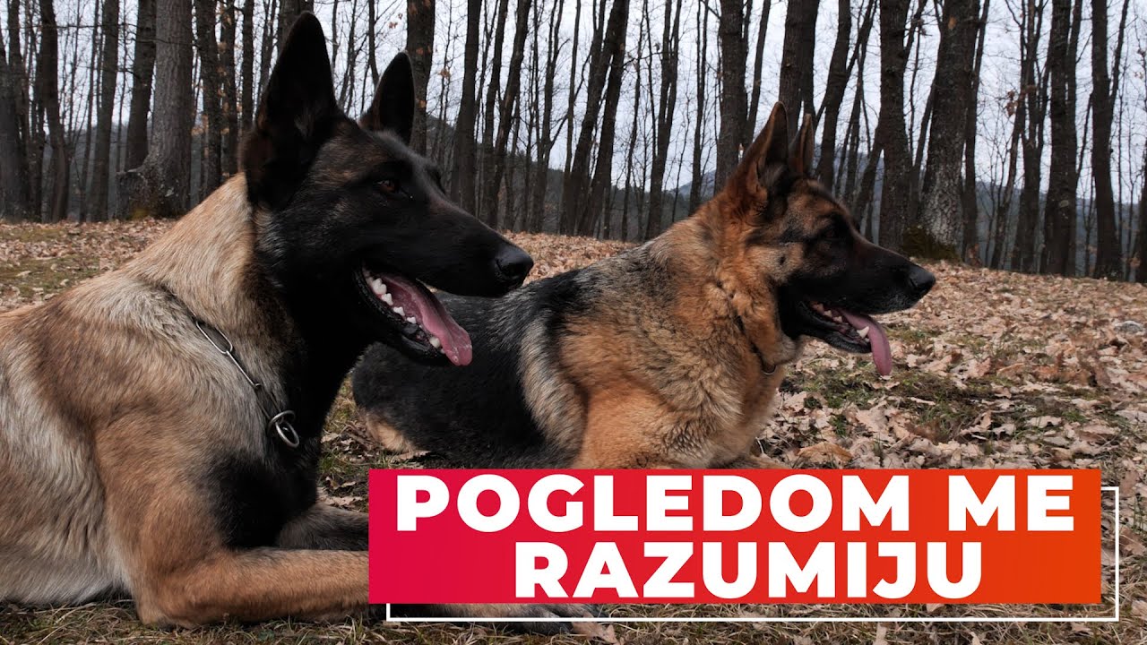 POGLEDOM ME RAZUMIJU