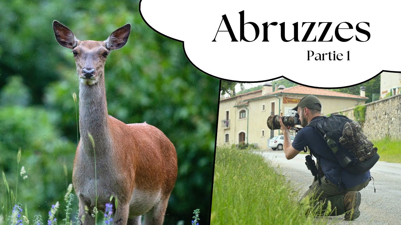 Abruzzes - Partie 1 : Photo animalière dans un village italien !