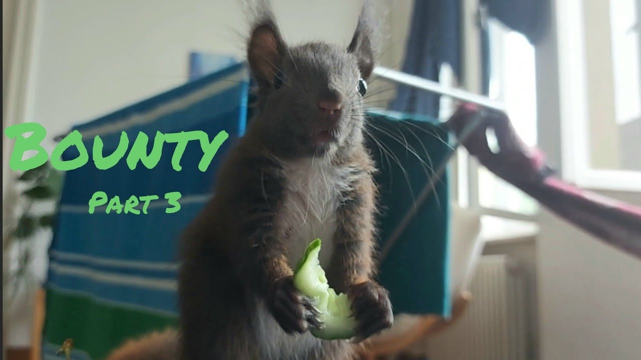 Eichhörnchen Teenager Bounty | Baby Squirrel (Part 3)