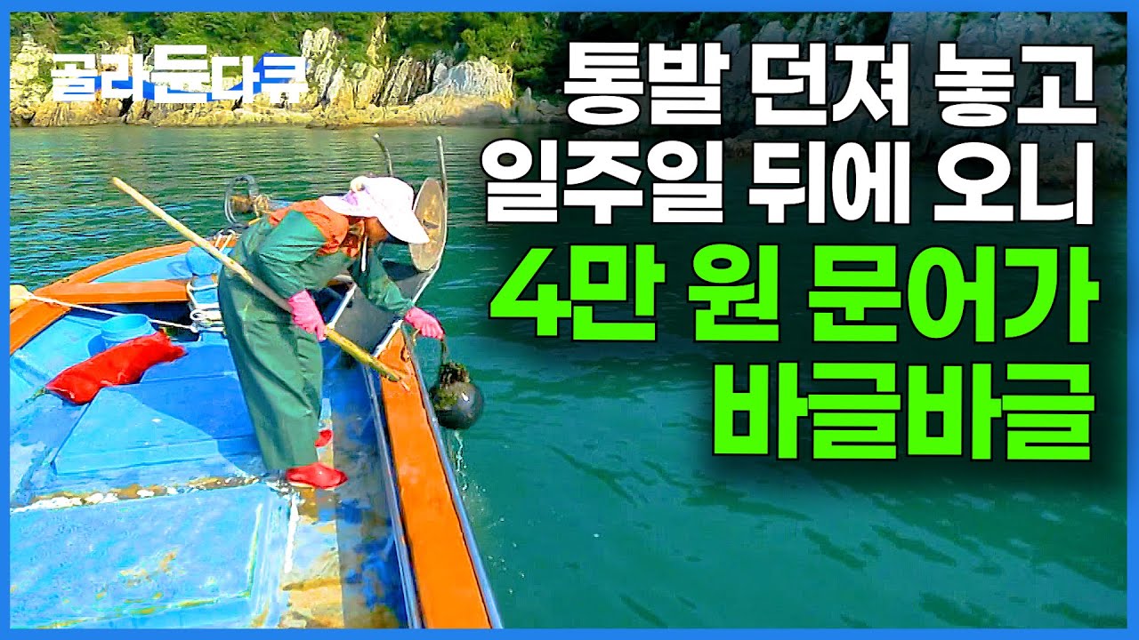 집 앞에서 문어가 계속 올라오니 이사를 못 가겠다. 깜빡했던 통발 건져보니 돈벌이가 쏠쏠｜하화도 피문어｜한국기행｜#골라듄다큐