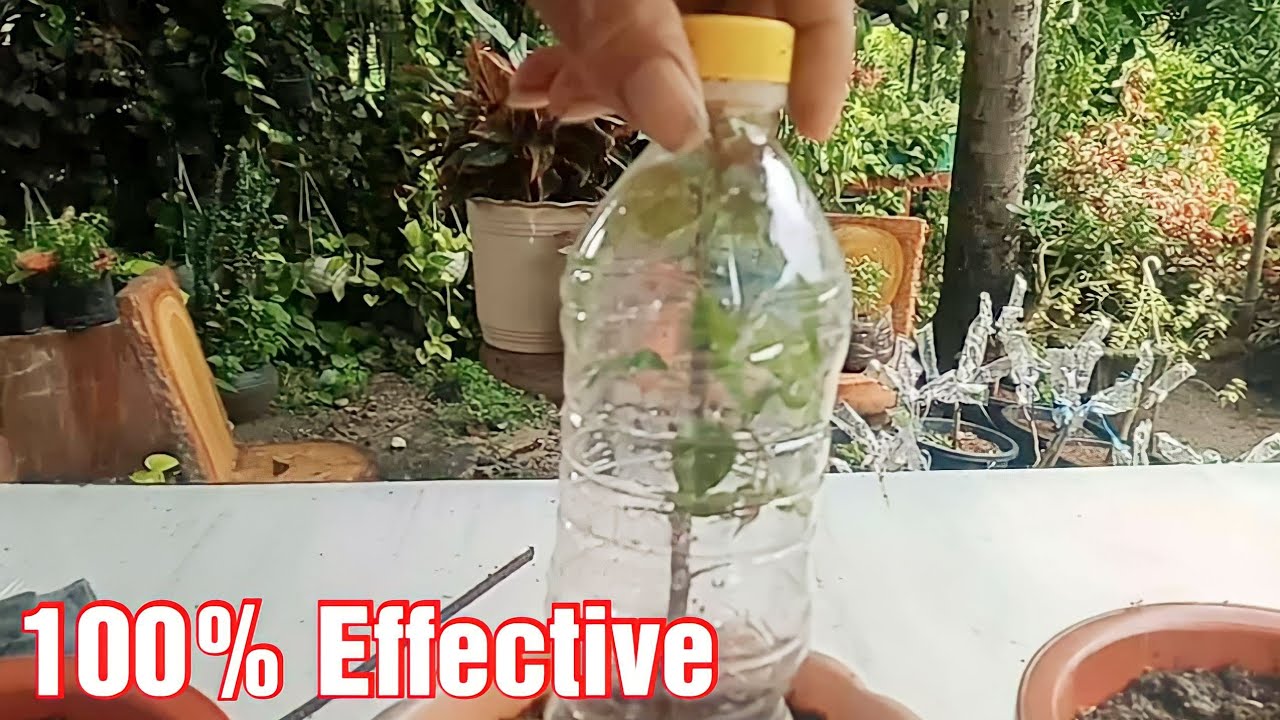 How the propagate stem cuttings of bougainvillea without any kind of rooting hormones.100% effective