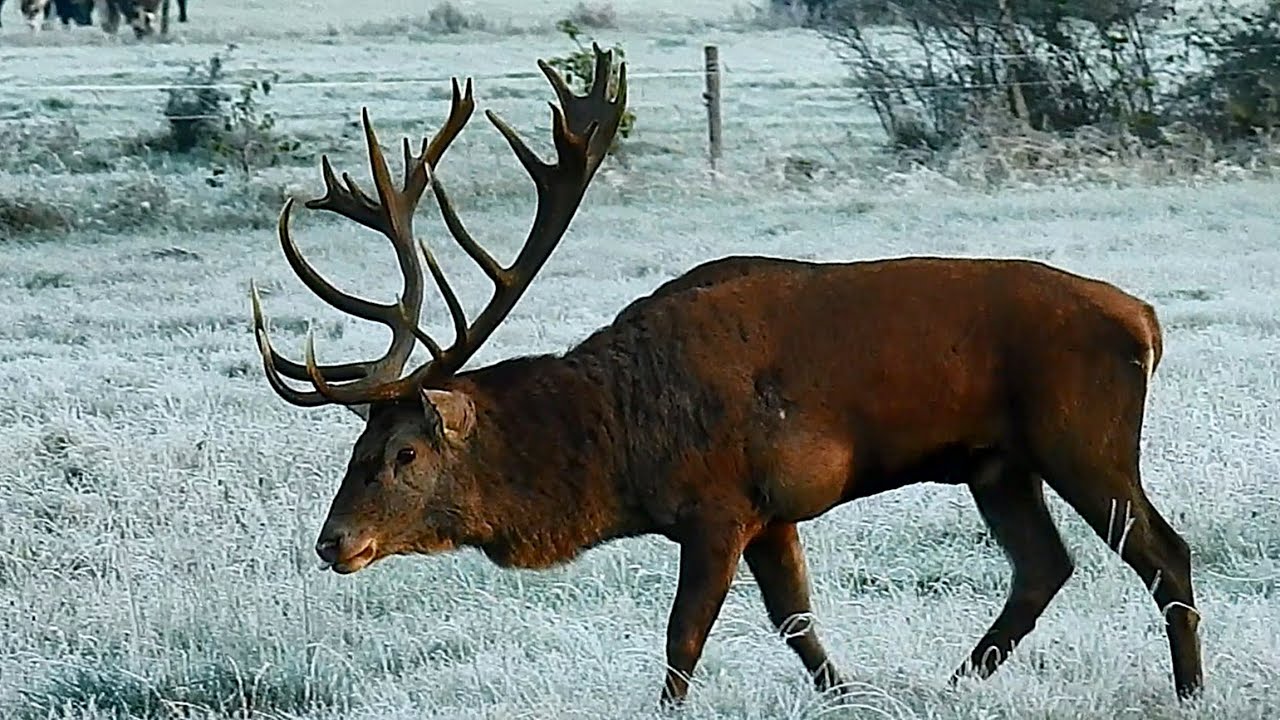 Rykowisko 2025r. POTĘŻNY 22-stak!!🦌💪 Mocarz z Rozgałęzionymi tykami🙂