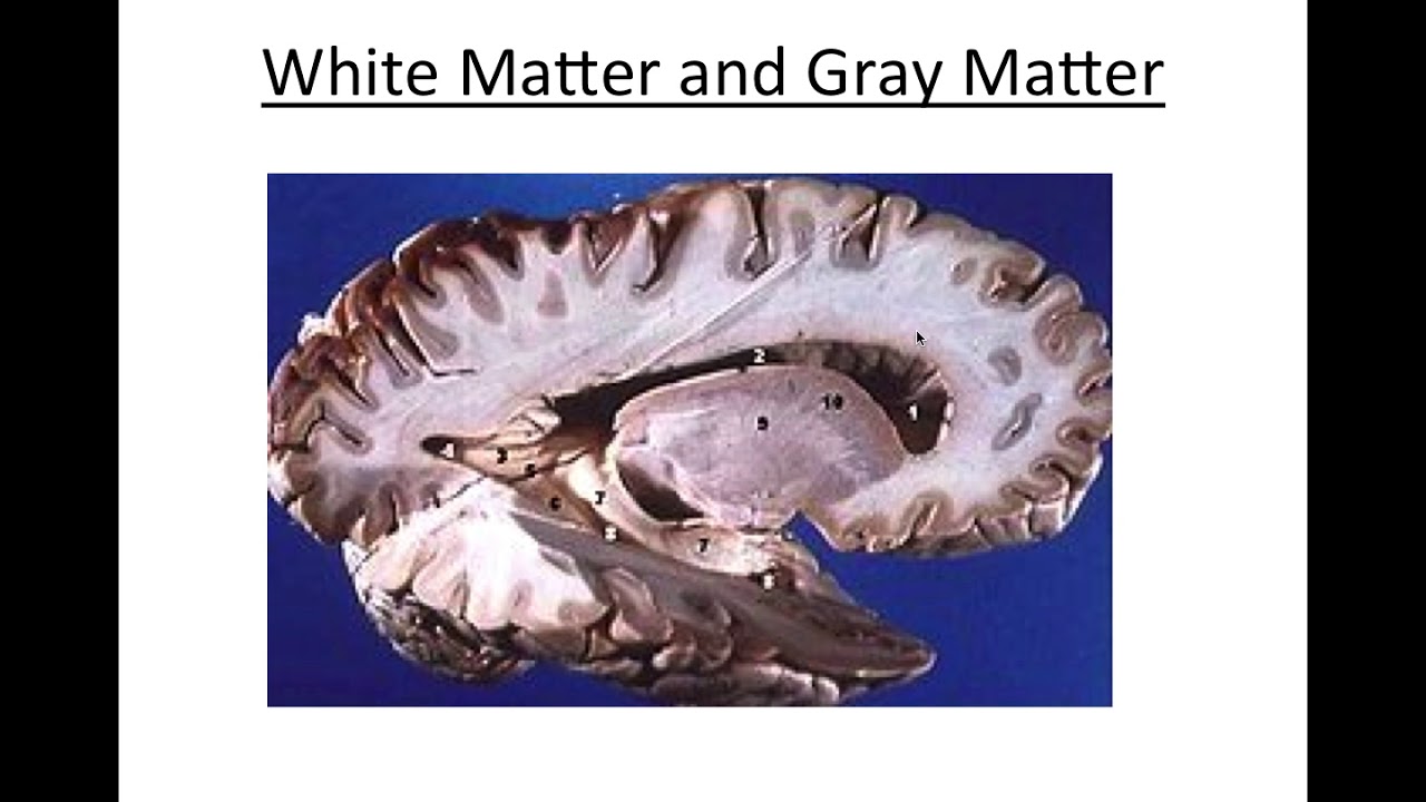 Neurophysiology Lecture 1