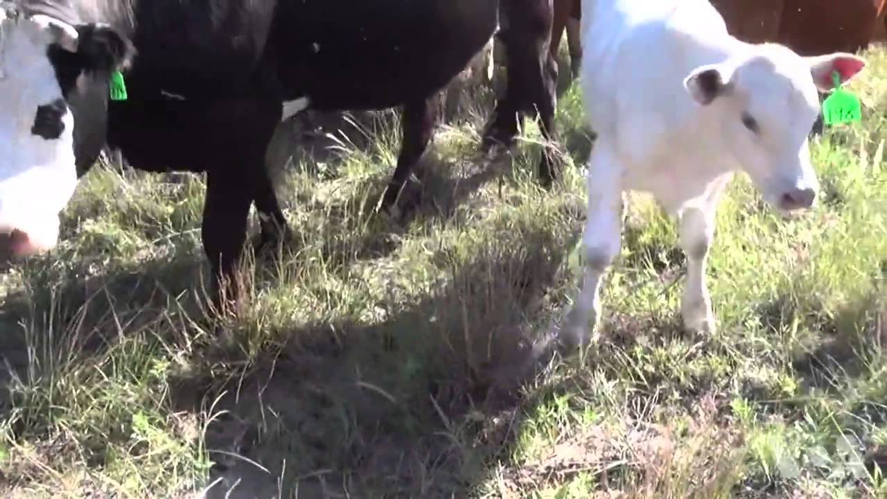 内布拉斯加:放牛吃草来维持草原健康