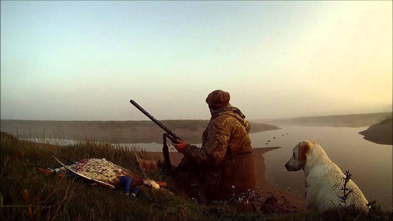 Первый полет гуся на дичь