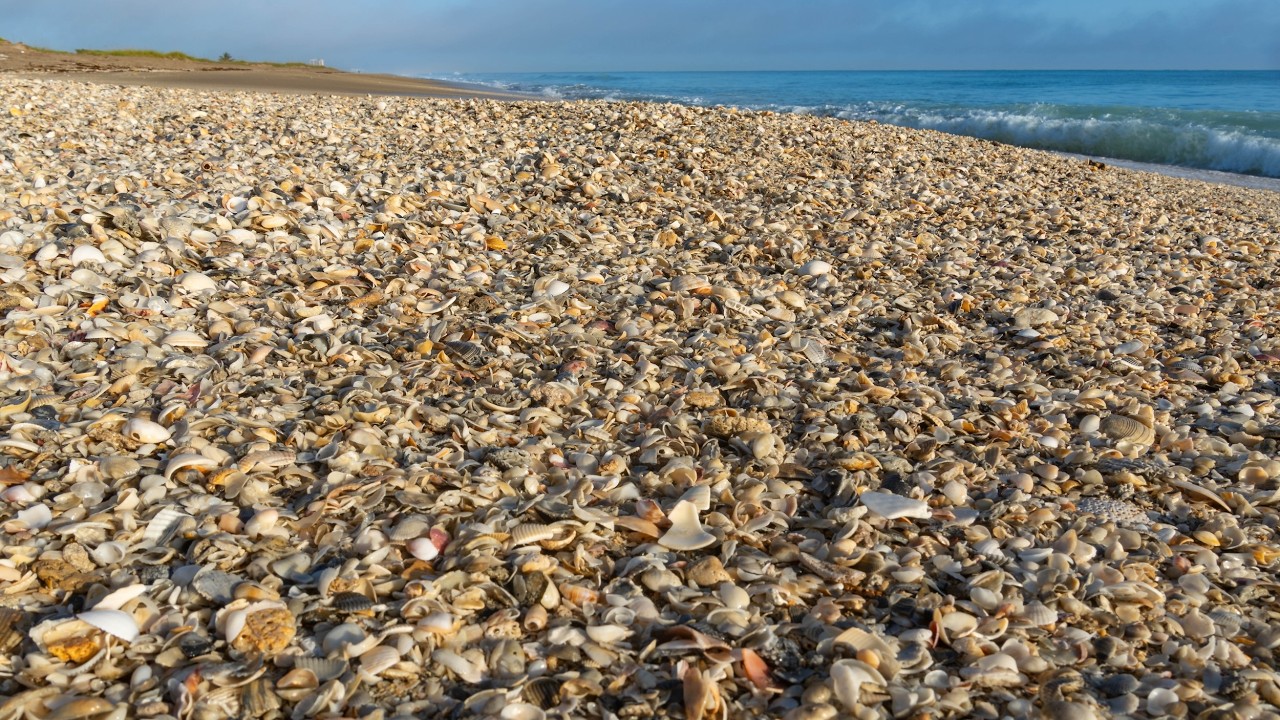 Post Storm Florida Shelling - Rare Shells Found!