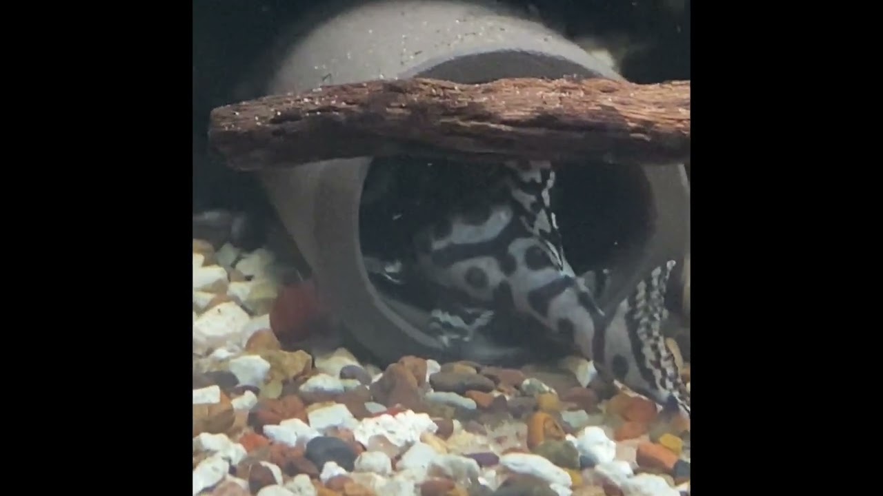 L236 super white Pleco’s update & breeding!!
