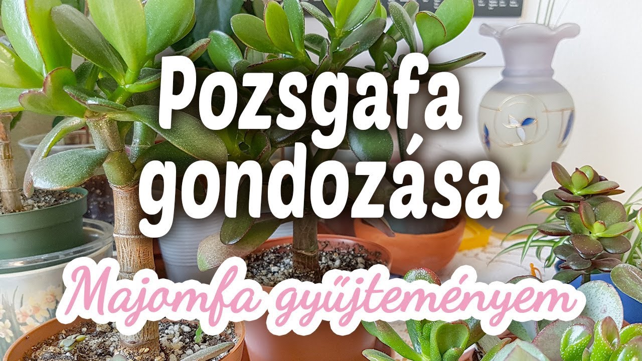 Pozsgafa (Majomfa) gondozása | Pozsgafa gyűjteményem