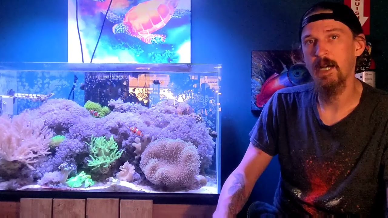 Rimless Soft Coral Paradise - FINAL update before we upgrade AGAIN!