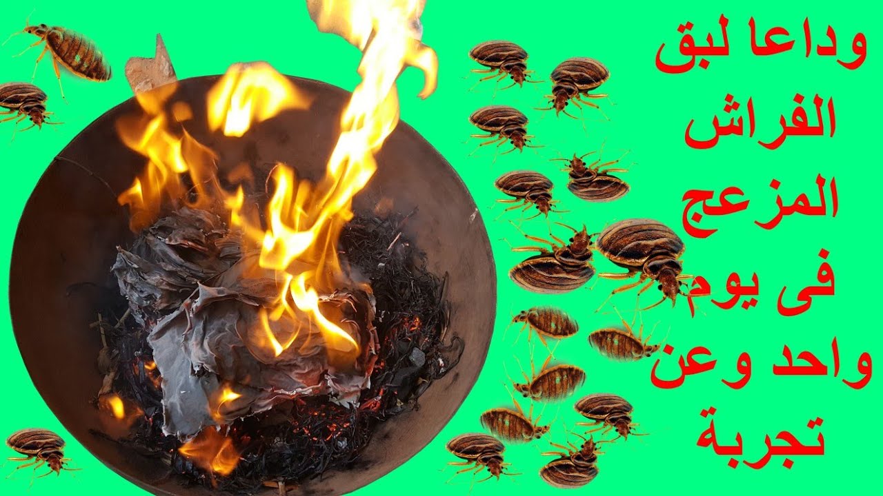 وداعا لبق الفراش المزعج فى يوم واحد وعن تجربة