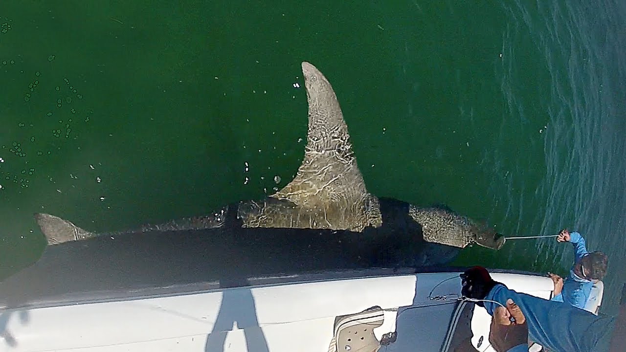 Huge Florida Keys Hammerhead Shark