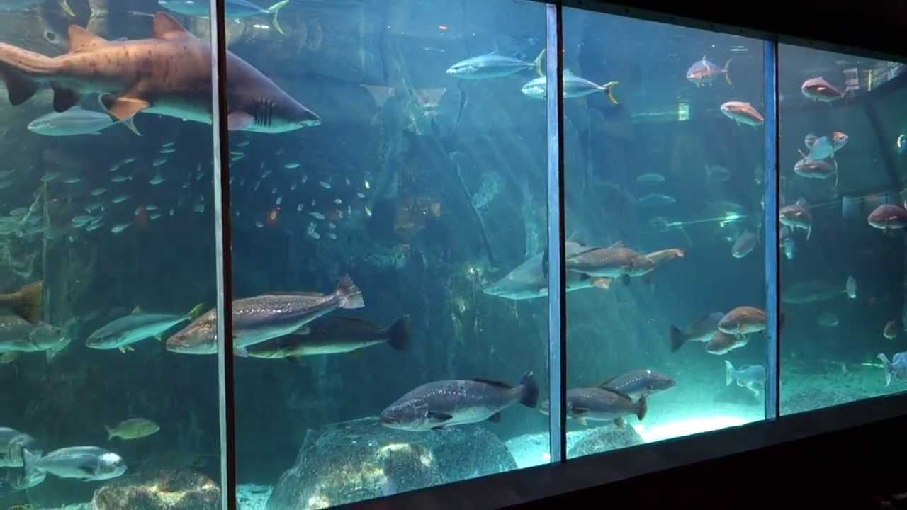 Fish feeding at Two Oceans Aquarium, Cape Town, South Africa, August 15, 2013
