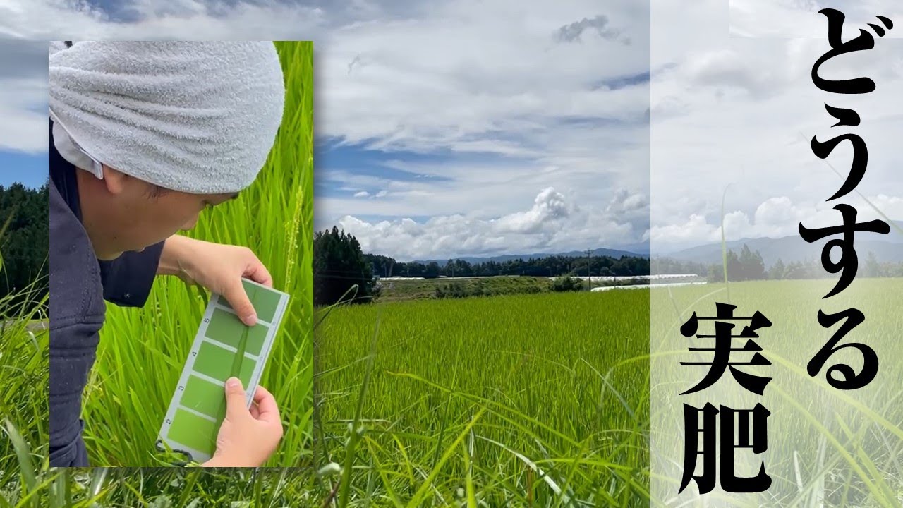 【稲作】実肥に向けて！稲の状態の見かた【株式会社ミズホ】【模擬現地指導】