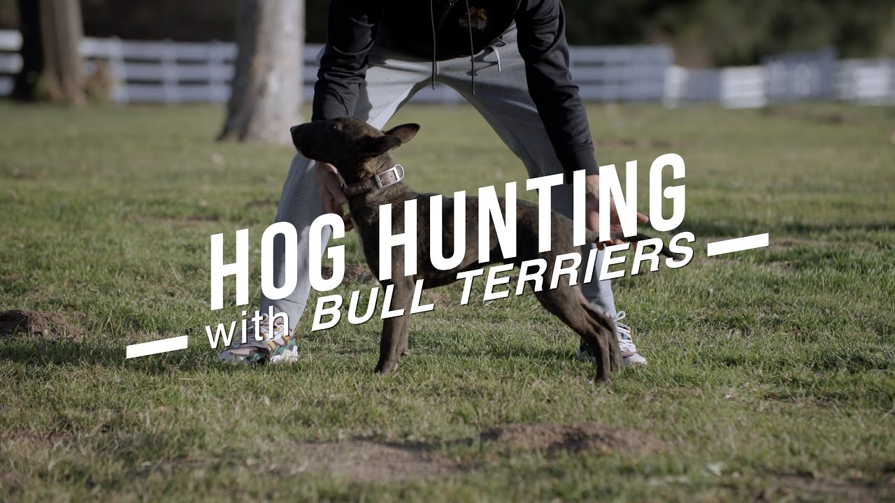 Bull Terriers vs. Hogs: The Ultimate Showdown Unleashed!