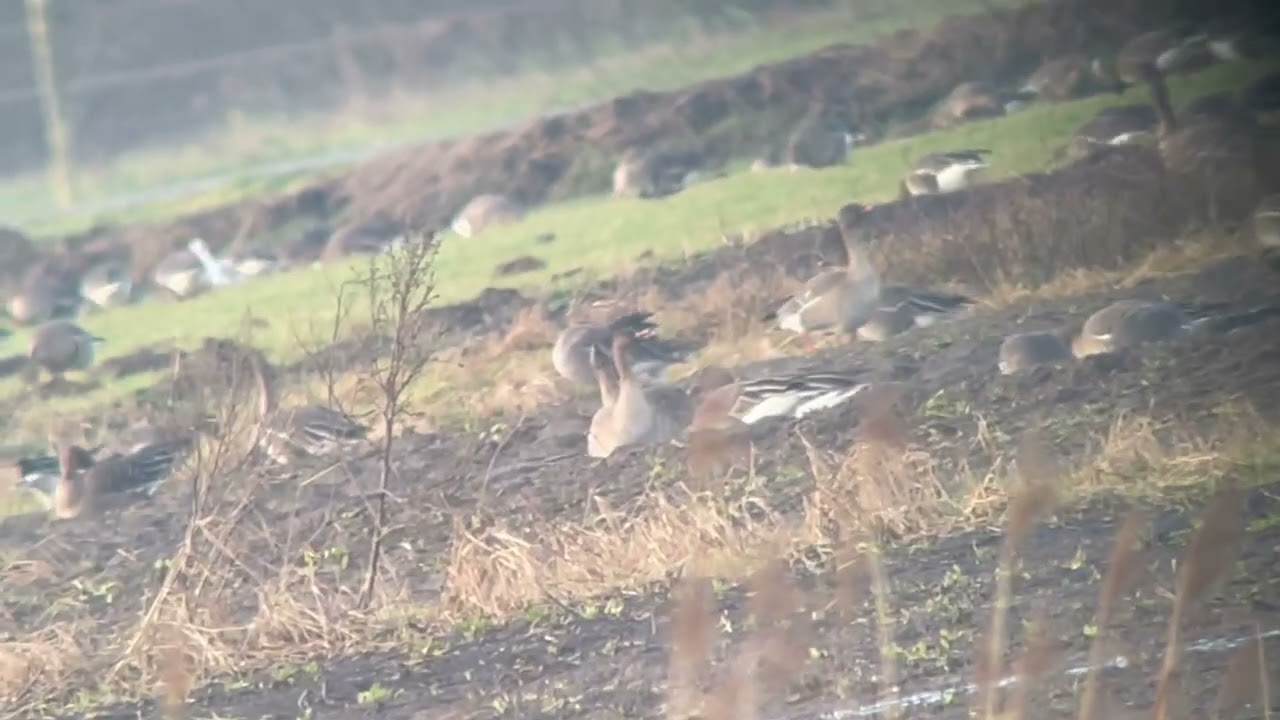 Taiga bean-goose, Schoonebeekerveld, 18-01-2025