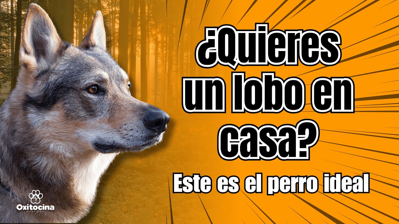 Perro Lobo Checoslovaco: El Verdadero Heredero del Lobo