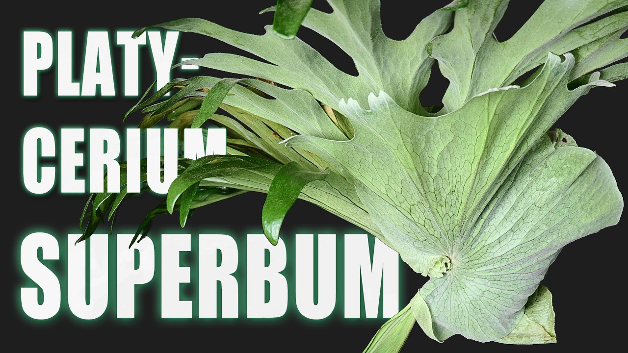 Platycerium superbum - Gigantischer Geweihfarn - unmöglich oder einfach? | Pflanzen-Portrait