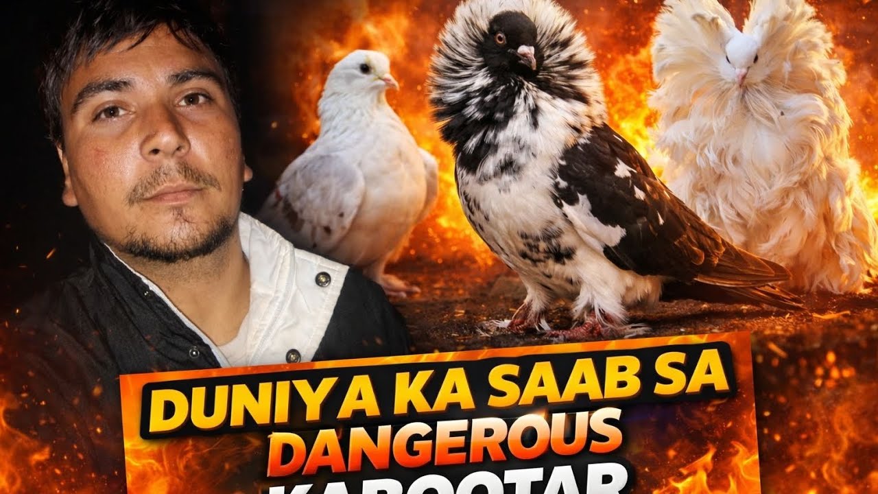 Aaj ke block mein 🙀dangerous kabutar ki baat#viral 