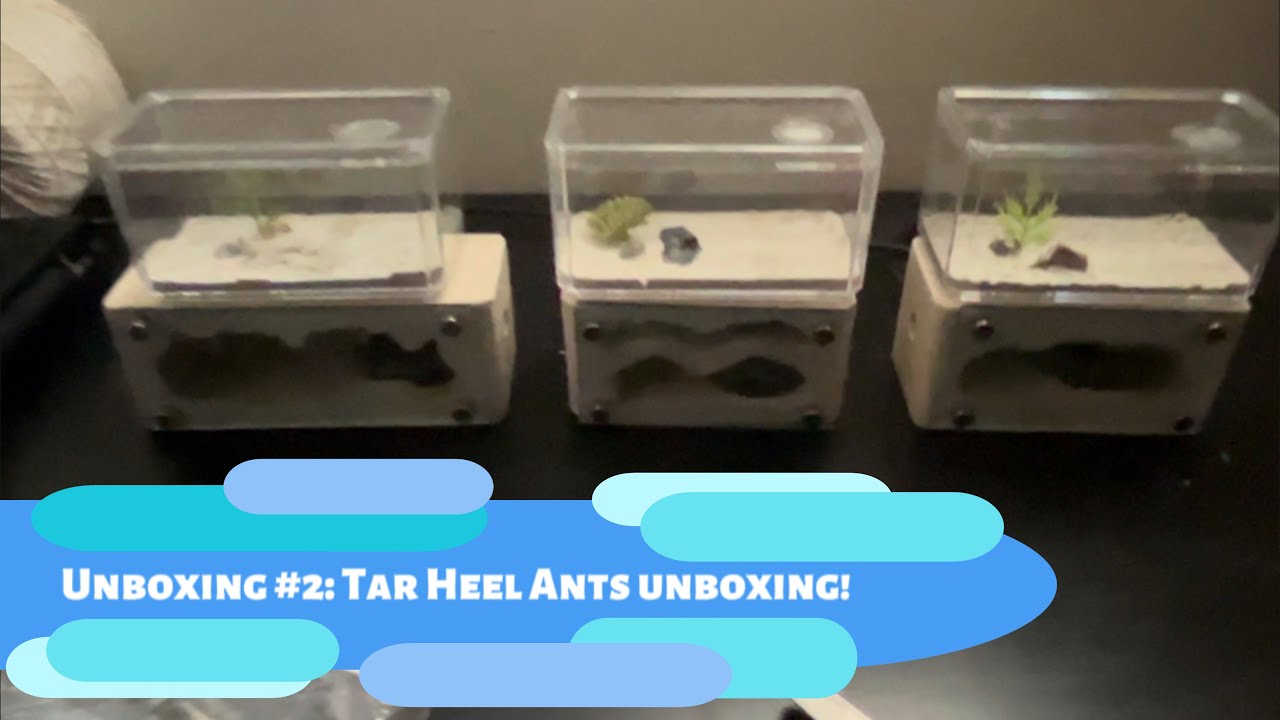 Unboxing #2: Tar Heel Ants Unboxing And Review