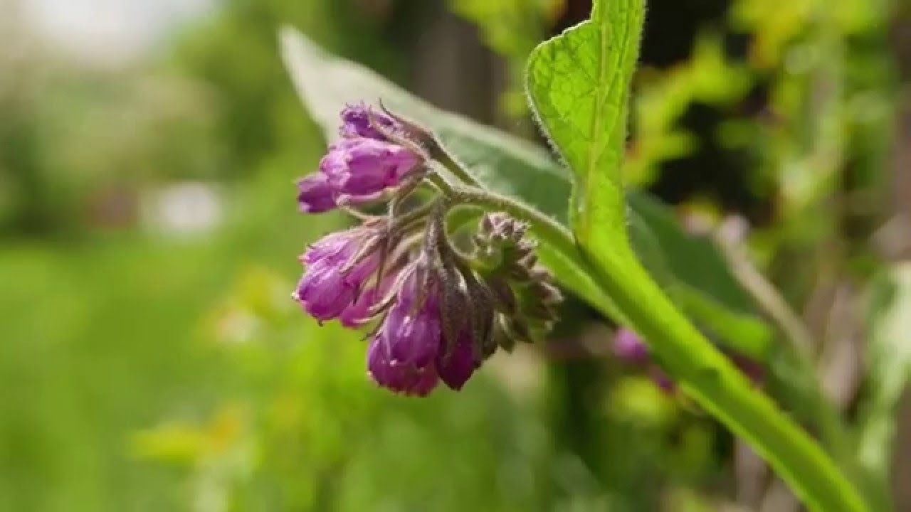 Żywokost lekarski   Symphytum officinale.L
