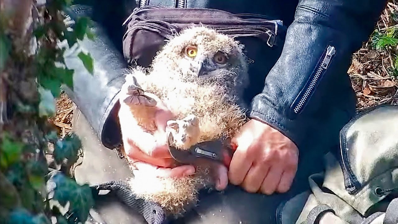 20.04.2024: Beringung der 4 jungen Uhus in der Ruine