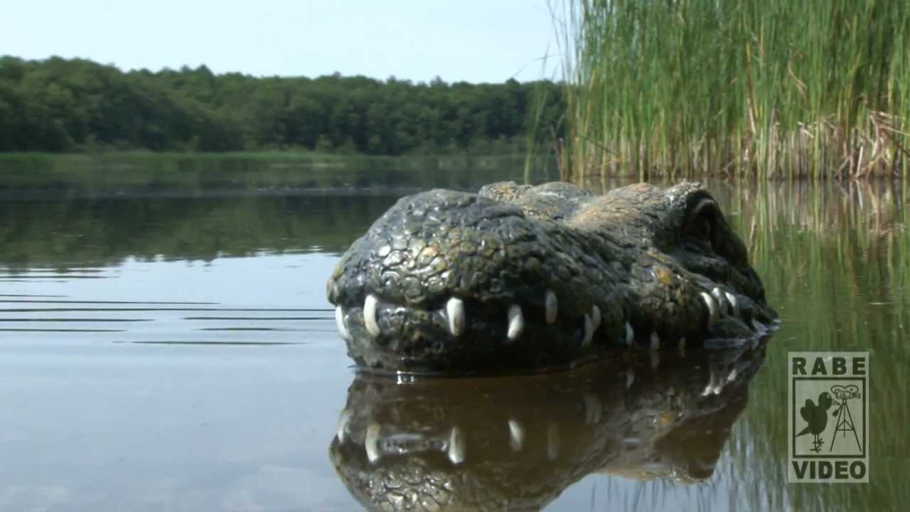 Das Krokodil vom Wolzensee
