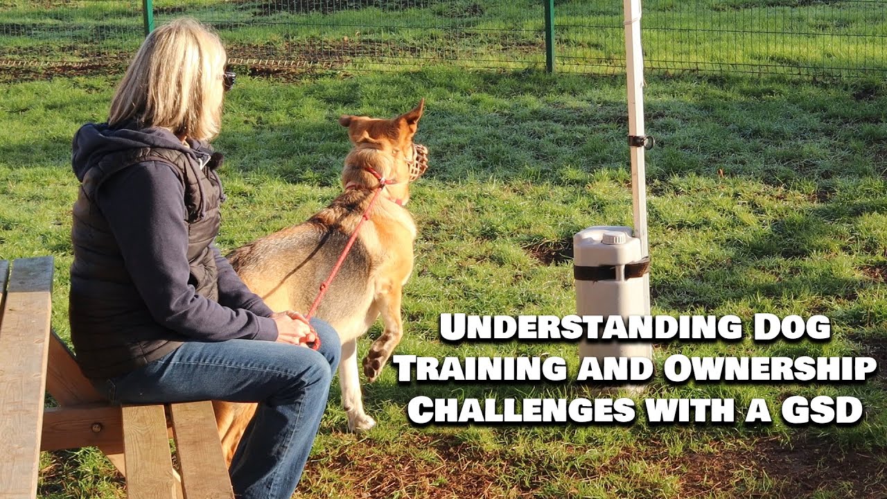 Understanding Dog Training and Ownership Challenges with a GSD  - 1:1 With Professional Dog Trainer
