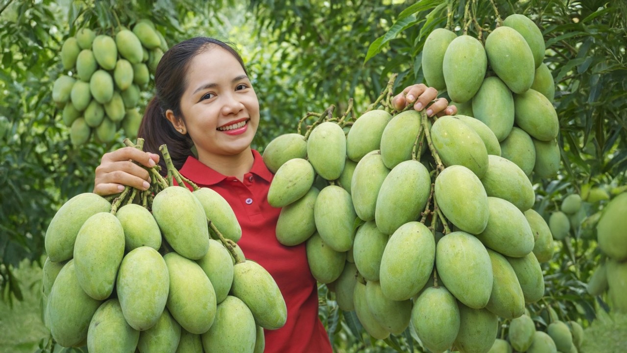 harvesting mango part 9