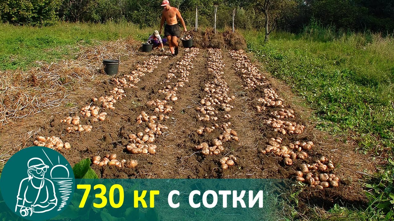 🥔 Посадка картофеля вразвал без окучивания 🌱 Выращивание по технологии Гордеевых